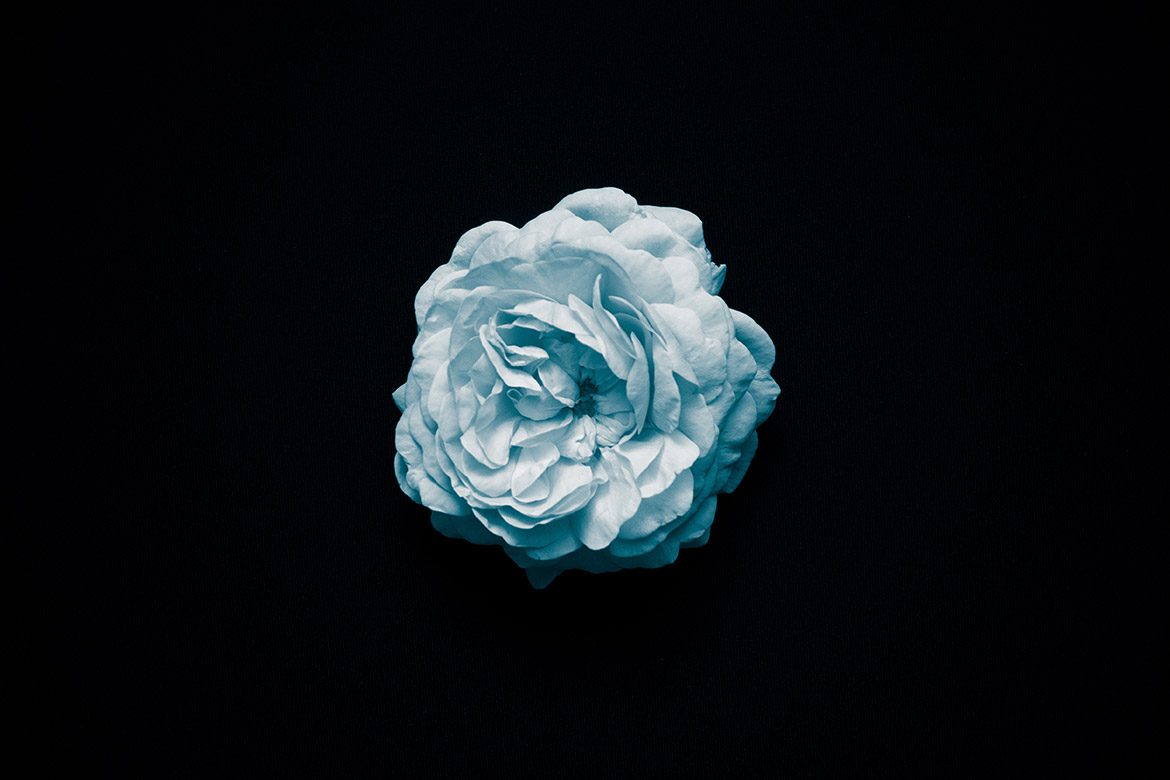 Blossom In The Night
