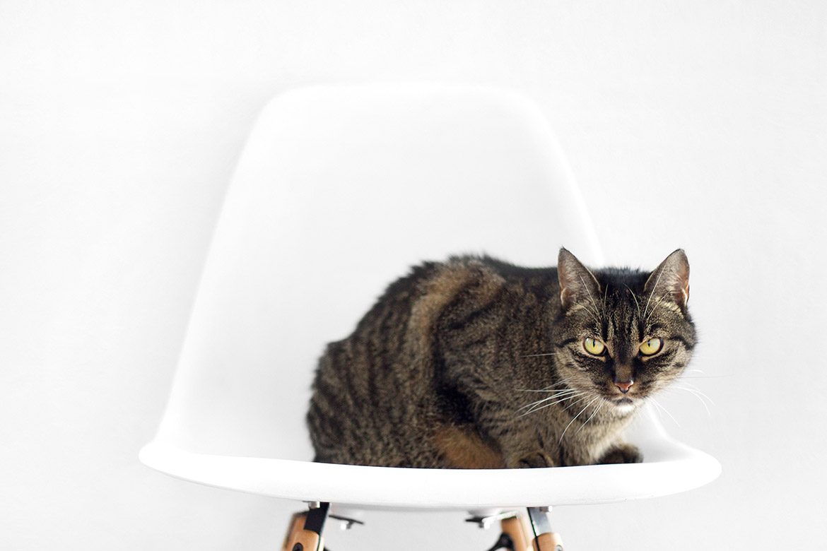 Weekend Inspiration: Cat Photos