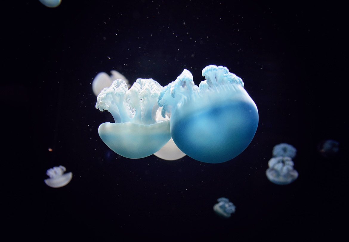 Under The Ocean